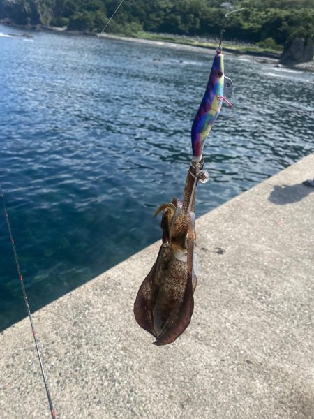 今年初エギング