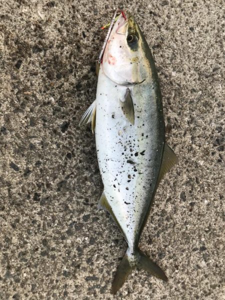 やる気が無いと…