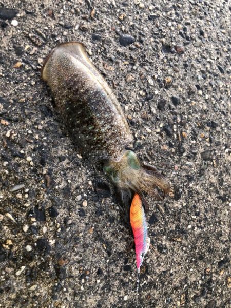 朝マヅメエギング