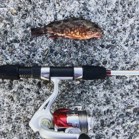 太刀魚不発からのシオ