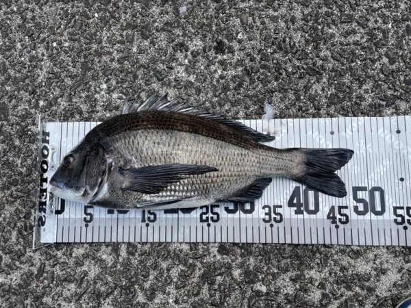 イチノ兄弟、釣果！