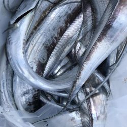 朝の太刀魚ラッシュ