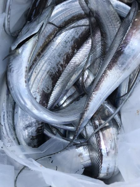 朝の太刀魚ラッシュ