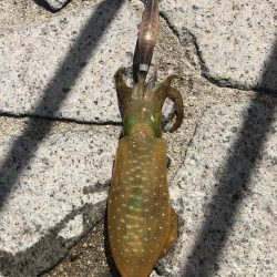 アオリイカですよ。