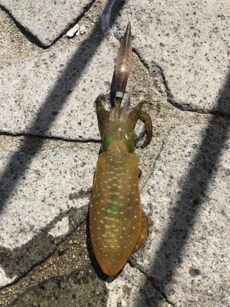 アオリイカですよ｡