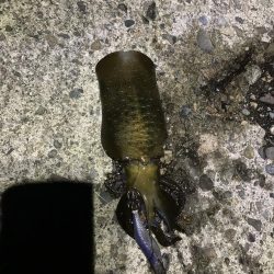 ナイトエギング