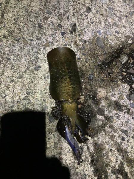 ナイトエギング