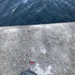 まずまずの釣果