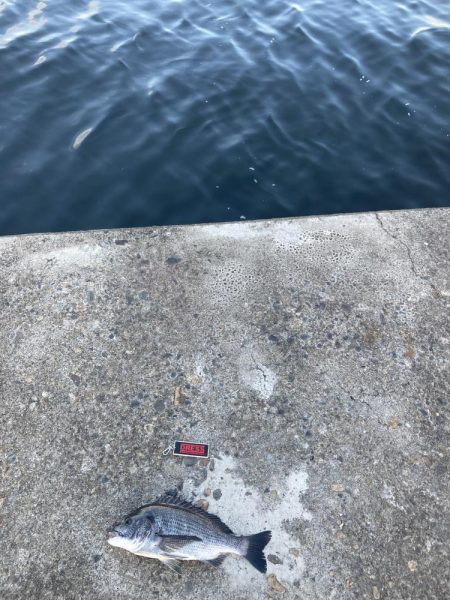 まずまずの釣果