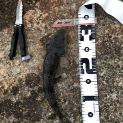 アオリイカが釣れないので魚を狙いました。