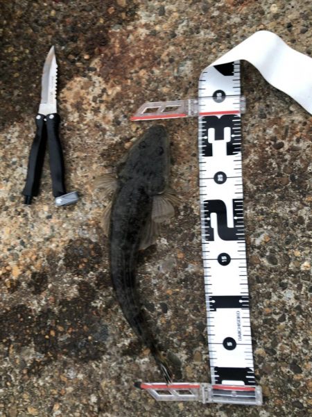 アオリイカが釣れないので魚を狙いました。