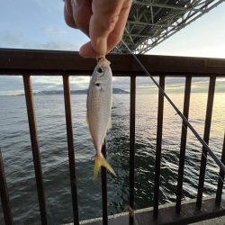 雨上がりのサビキ