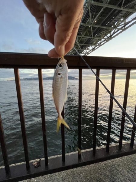 雨上がりのサビキ