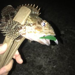 ライトワインドでガシラGET