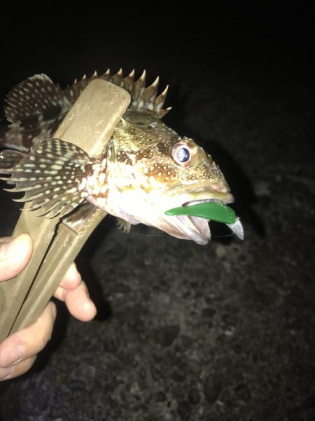 ライトワインドでガシラGET