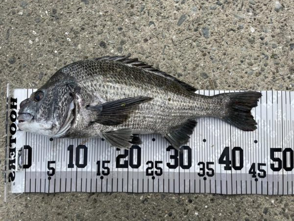 イチノ兄弟、釣果！