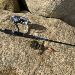 宮津アオリ&マゴチ