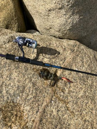 宮津アオリ&マゴチ