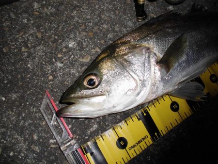 やはり見えている魚は釣れない…