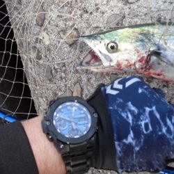 夕方のショアジギ