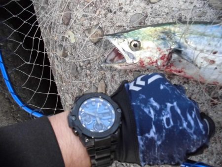 夕方のショアジギ