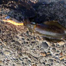 朝マヅメエギング