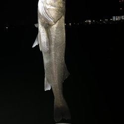 アジングタックルでシーバス