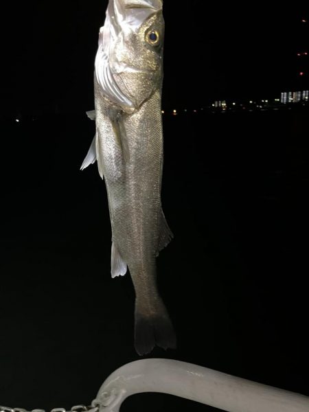 アジングタックルでシーバス