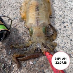 エギング堤防朝まづめ