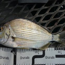 うっかり青物ゲット