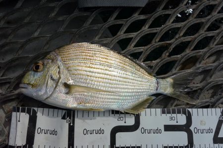 うっかり青物ゲット