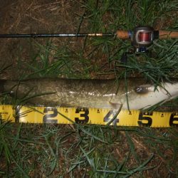 いよいよシーズン終盤のナマズ