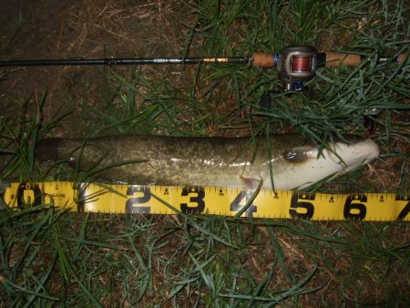 いよいよシーズン終盤のナマズ