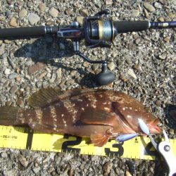 青物は不発でしたが