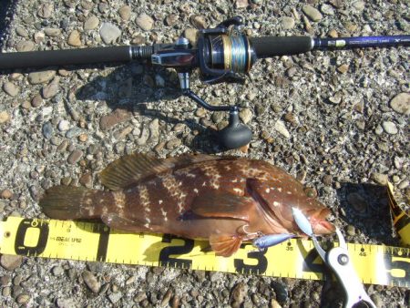 青物は不発でしたが