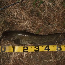 まだ水量が多い