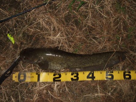 まだ水量が多い