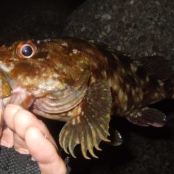 太刀魚不発で…