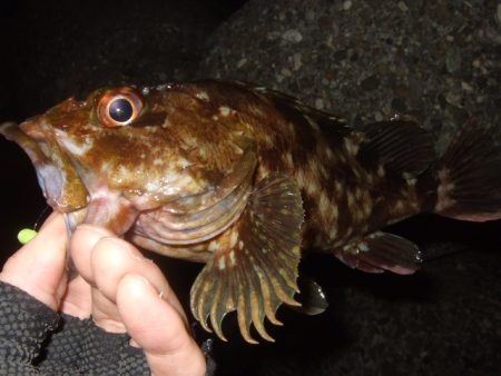 太刀魚不発で…