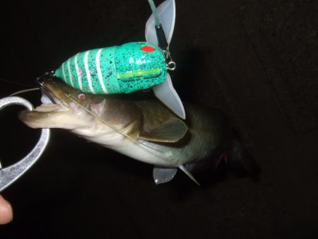 浅いバイトに苦戦