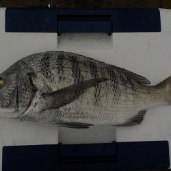 マゴ・ヒラ　フィッシング