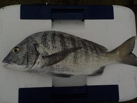 マゴ・ヒラ　フィッシング