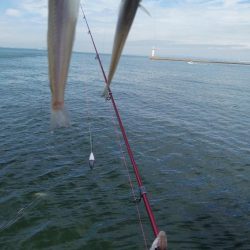 久しぶりの播磨新島釣行