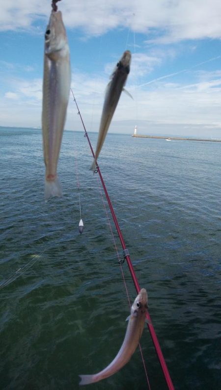 久しぶりの播磨新島釣行