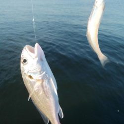 昼から釣行しました