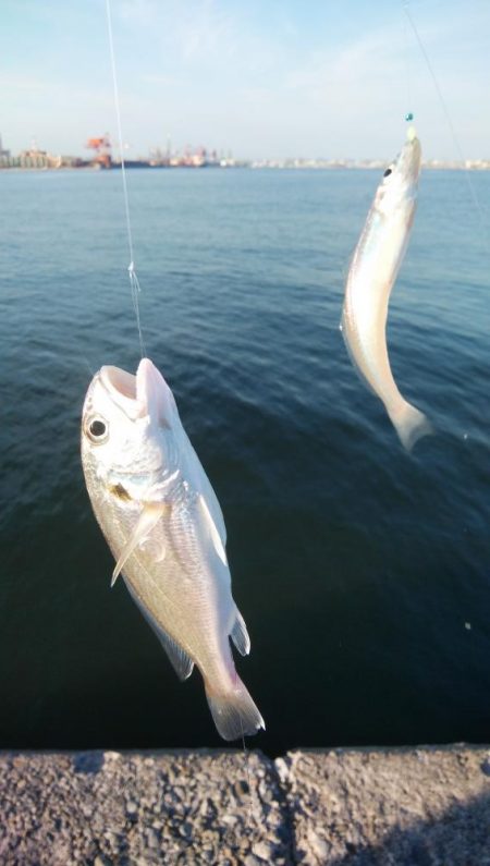 昼から釣行しました