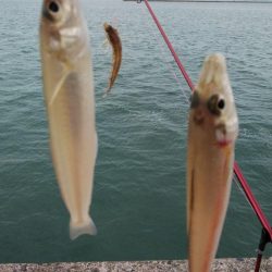 日ムラが激しい播磨新島のキス