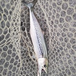 サゴシとハマチ