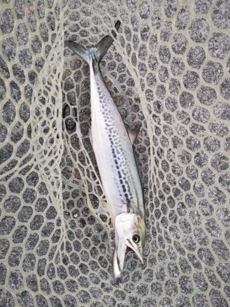 サゴシとハマチ