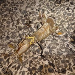 シャコエビ増殖中